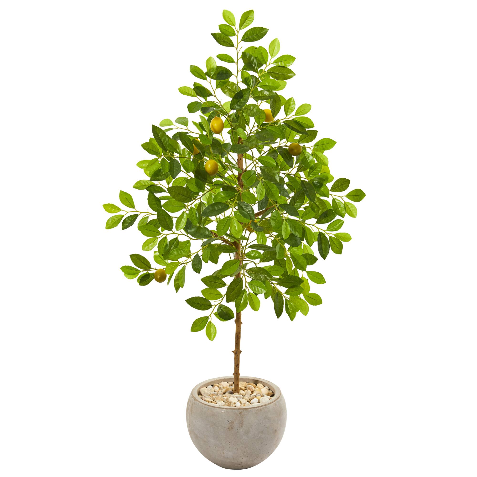 4.5ft. Lemon Tree in Sand Colored Planter